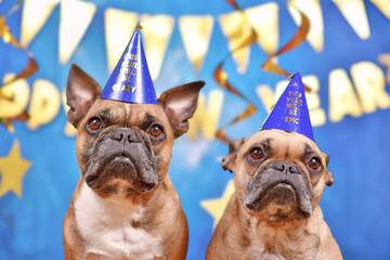 Pair of French Bulldog dogs wearing New Year's Eve party celebration hats in front of blue...