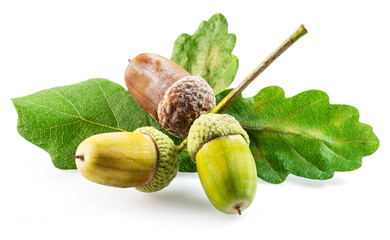 Oak acorns with oak leaves isolated on white background.
