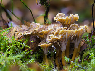Trompetenpfifferling (Craterellus tubaeformis)
