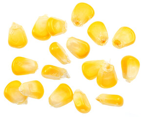 Maize seeds or corn seeds flying on white background.