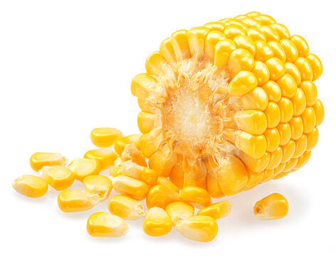 Piece of maize cob or corn cob and corn seeds isolated on white background.