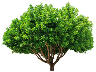 Ficus tree isolated on white background. File contains clipping path.