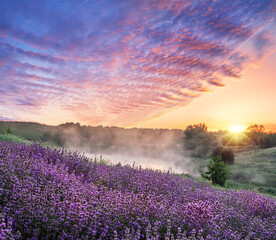 Obraz na płótnie Canvas Flowering lavandula or lavender field in the dawn light. A light morning mist and colorful cloudlets in the sky at the background.