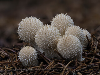 Flaschen-Stäubling (Lycoperdon perlatum)