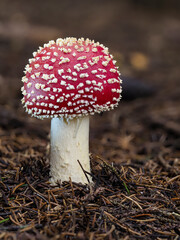 Fliegenpilz (Amanita muscaria)