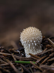 Flaschen-Stäubling (Lycoperdon perlatum)
