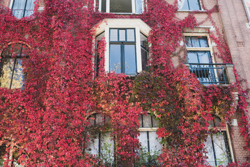Fototapeta na wymiar beautiful autumn red wall with ivy