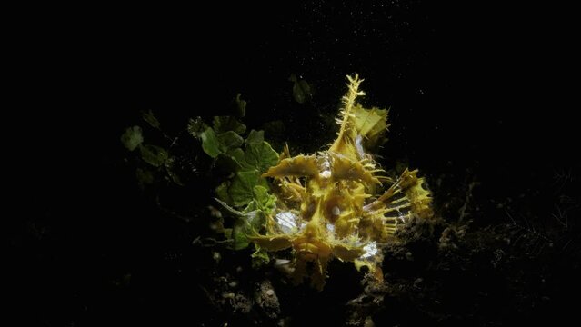 Rare spectacular marine creature Rhinopias with creative underwater lighting. Marine science