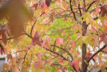 Autumn leaf red, orange colors in the mountain