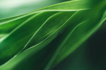 Natural green leaf texture with sun light use for nature background wallpaper cover page