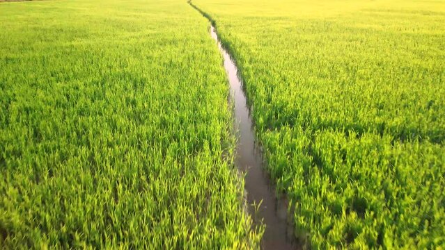 Water channel through lush green rice paddy fields. Aerial drone footage following endless water channel flowing and irrigating rice crop.