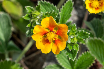 Potentilla argyrophylla a yellow orange summer flower plant commonly known as cinquefoil, stock photo image