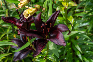 Obraz premium Asiatic lily 'Night Rider' a summer flowering bulb plant with a deep black, purple summertime flower, stock photo image