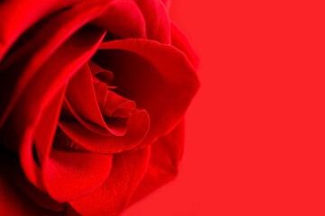 Fresh red rose flower on color background, closeup