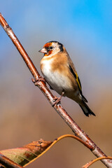 Goldfinch (Carduelis carduelis) bird perched on a branch which is a common garden songbird found in the Britain and Europe, close-up stock photo image