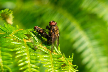 Cluster flies mating of the genus Pollenia which are an abundant insect fly species found in the UK...
