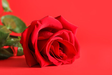 Fresh rose flower on red background, closeup