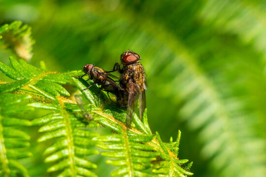 Cluster Flies Mating Of The Genus Pollenia Which Are An Abundant Insect Fly Species Found In The UK Which Are Parasitic To Earthworms And Commonly Known As Grass Fly Or Attic Fly, Stock Photo Image