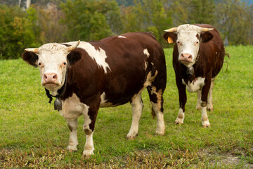 Two brown piebald cows grazing