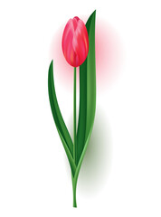 Realistic tulip with bud, stem with green leave. Beautiful spring pink blossom flower. design element for invitation, greeting card or save the date card