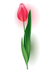 Realistic tulip with bud, stem with green leave. Beautiful spring pink blossom flower. design element for invitation, greeting card or save the date card