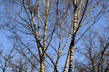 BIRCH BRANCHES ON A SUNNY WINTER DAY