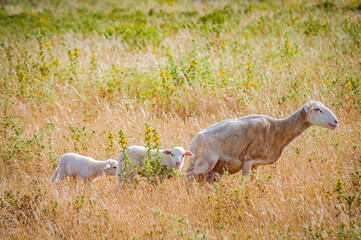 Sheeps grazing in Menorca, Spain.