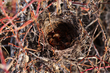 empty birdhouse among thorny branches