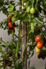 tomato bunches in the greenhouse, fresh tomato harvest, the concept of agriculture and food. The concept of proper healthy nutrition. Fresh summer vitamin harvest