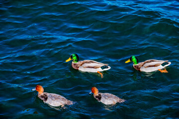 Ducks swimming in Lake Arrowhead, California