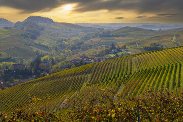 autumnal vineyards, Piedmont, Italy