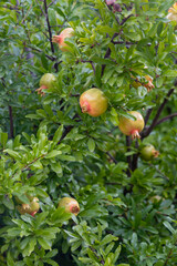 pomegranates on the tree, Italy