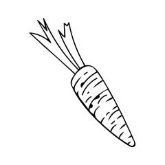 Carrot line art. Farm vegetable. Dietary healthy product. Hand drawn vector sketch illustration.