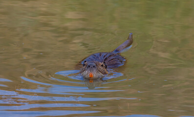 nutria swimming in water,Tuscany, Italy