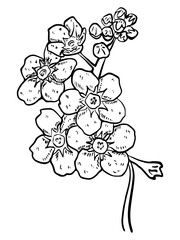 Handdrawn illustration flower for commercial social media nature background promotion event