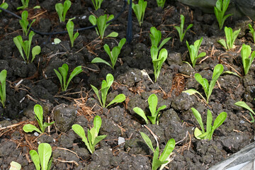 leafy green vegetables, green vegetables nursery at organic farm, agriculture with two farmer workers sow the seeds in the soil background selective focus