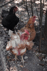 Freilaufende Hühner