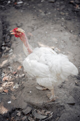Free range chicken