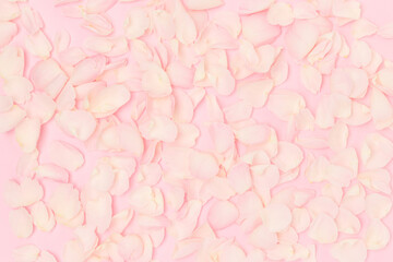 Texture made of pink rose petals. Minimal composotion.