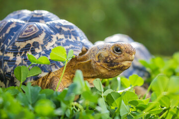 Cute baby African Leopard Tortoise relaxing in green clover and grass field