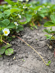 Sprout of strawberry plant. Cutting sprouts of strawberry plant. Selective focus.