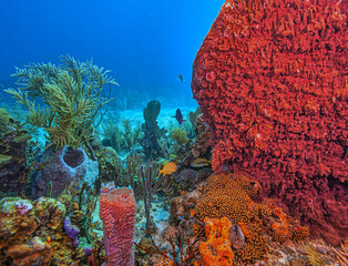Caribbean coral garden,roatan, Honduras