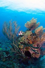 Fototapeta na wymiar Caribbean coral garden,roatan, Honduras