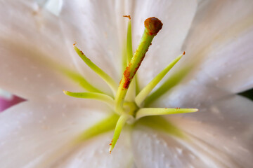 Detail of the interior of a lily flower