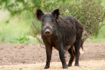 Wild boar mother and calf,  Highland grasslands in Pampa de Achala , Quebrada del Condorito  National Park,Cordoba province, Argentina