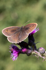 close up of  a butterfly on the thistle