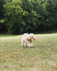 Adult female apricot-colored toy poodle with thick curly hair on a walk in summer