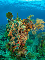 Naklejka na ściany i meble Caribbean coral garden,roatan, Honduras