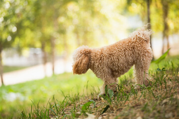 Adult female apricot-colored toy poodle with thick curly hair on a walk in summer
