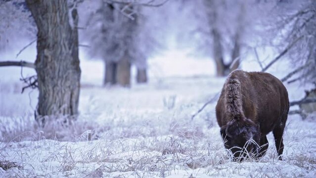 Bison grazing in the winter landscape in Wyoming in the Teton wilderness.